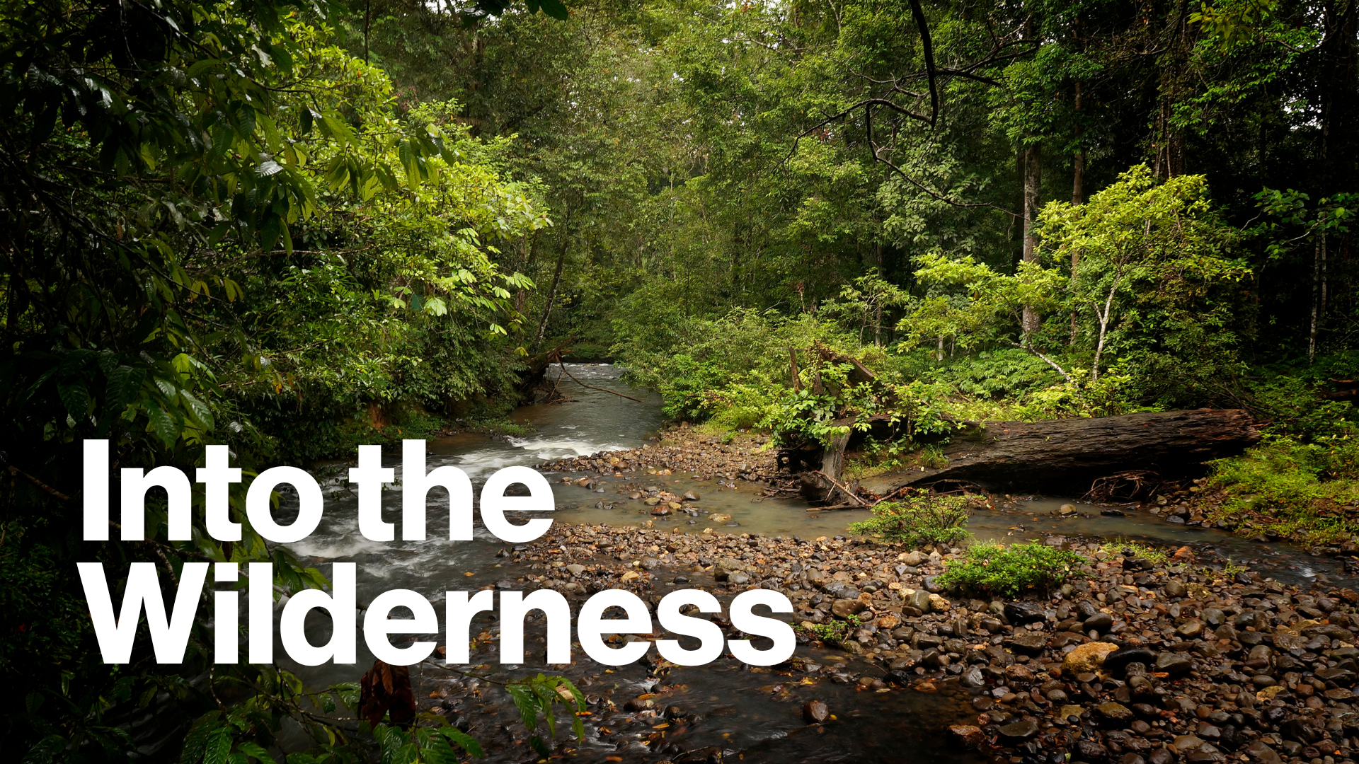 Into the Wilderness Image
