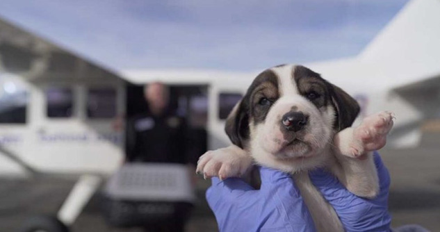Person holds puppy up to camera outside airplane