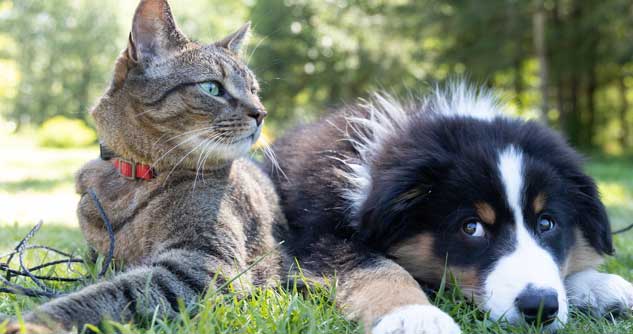 Cat and puppy lay together in grass
