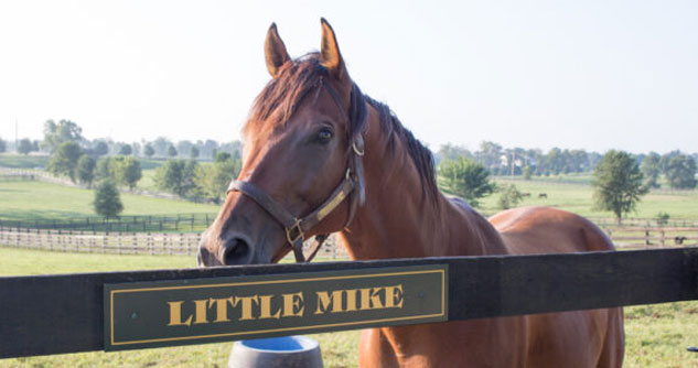 Retired racehorse named Little Mike poses for camera
