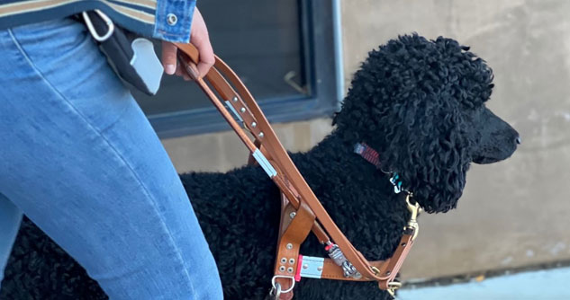 Poodle serves as guide dog for the blind