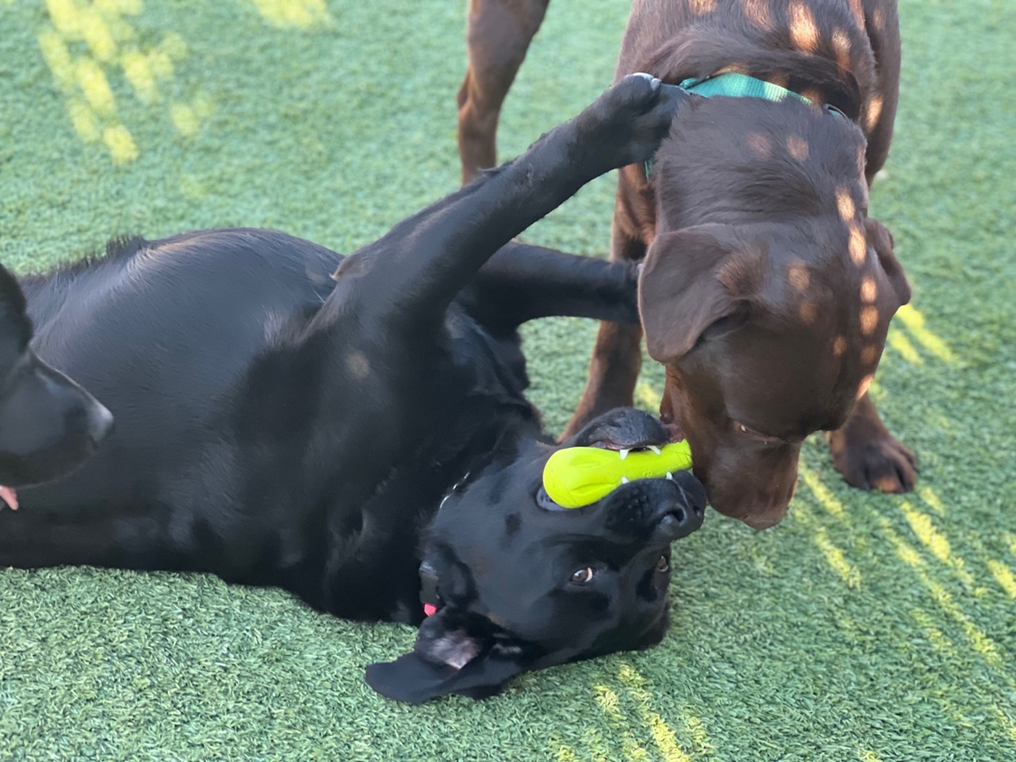 Two dogs, a black lab and a chocolate lab play together