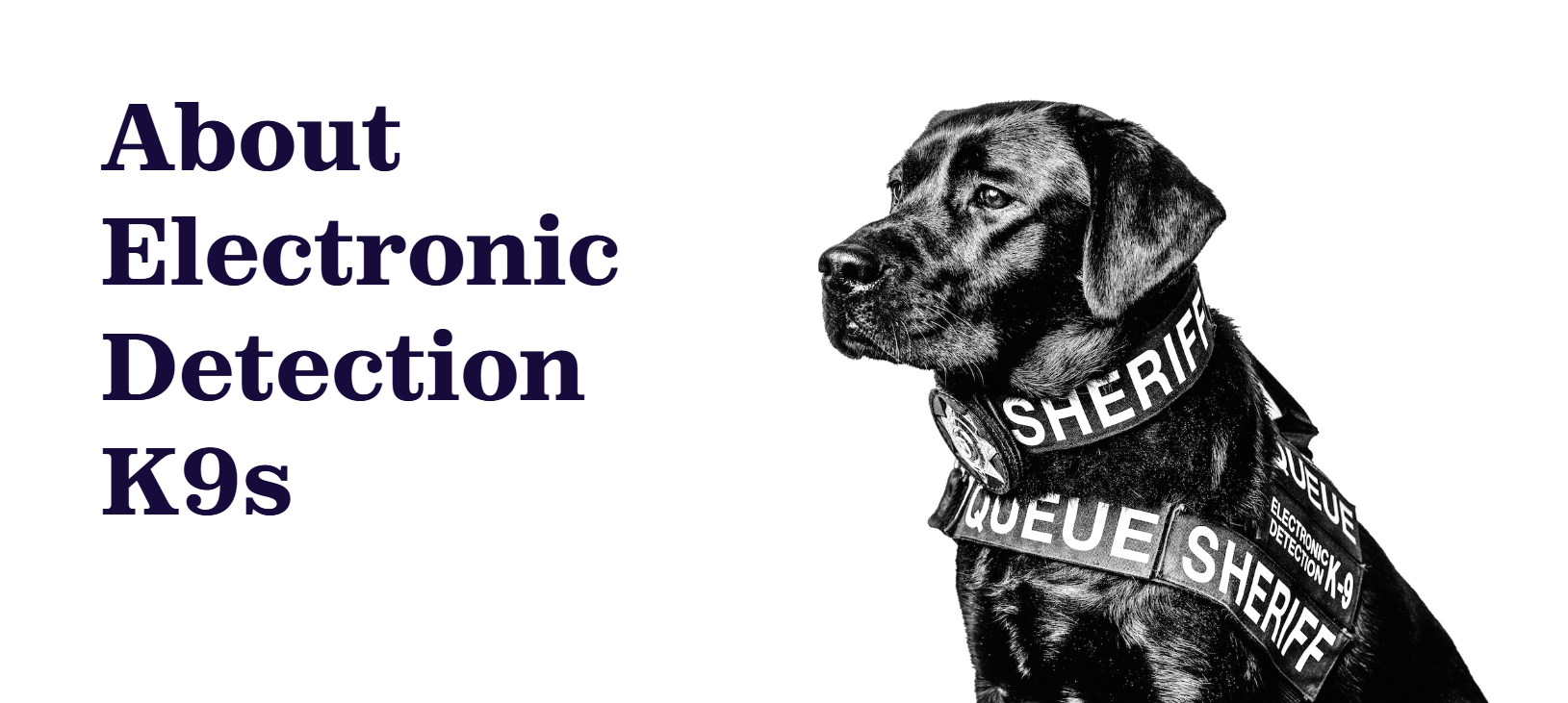 black and white graphic of labrador wearing sherriff harness