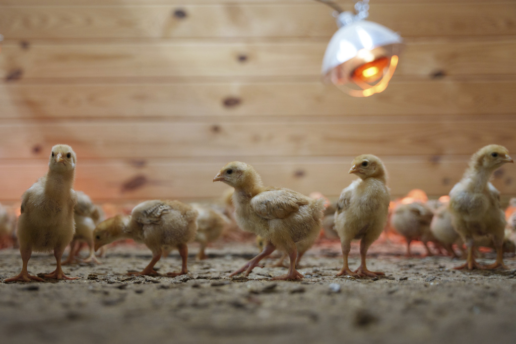 Hundreds of chicks mill around a stall at First State Animal Center and SPCA in Camden, Del.