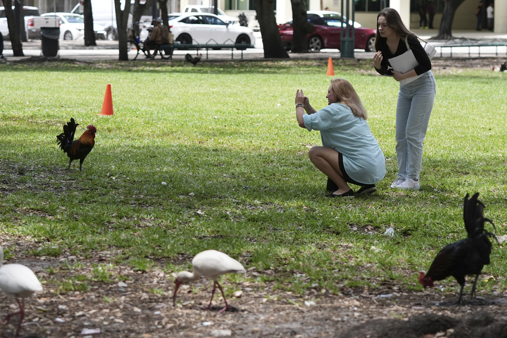 Julia Molchaniuk, left, and Sasha Molchaniuk, right, photograph roosters in a park outside of the Stephen P. Clark Government Center in downtown Miami
