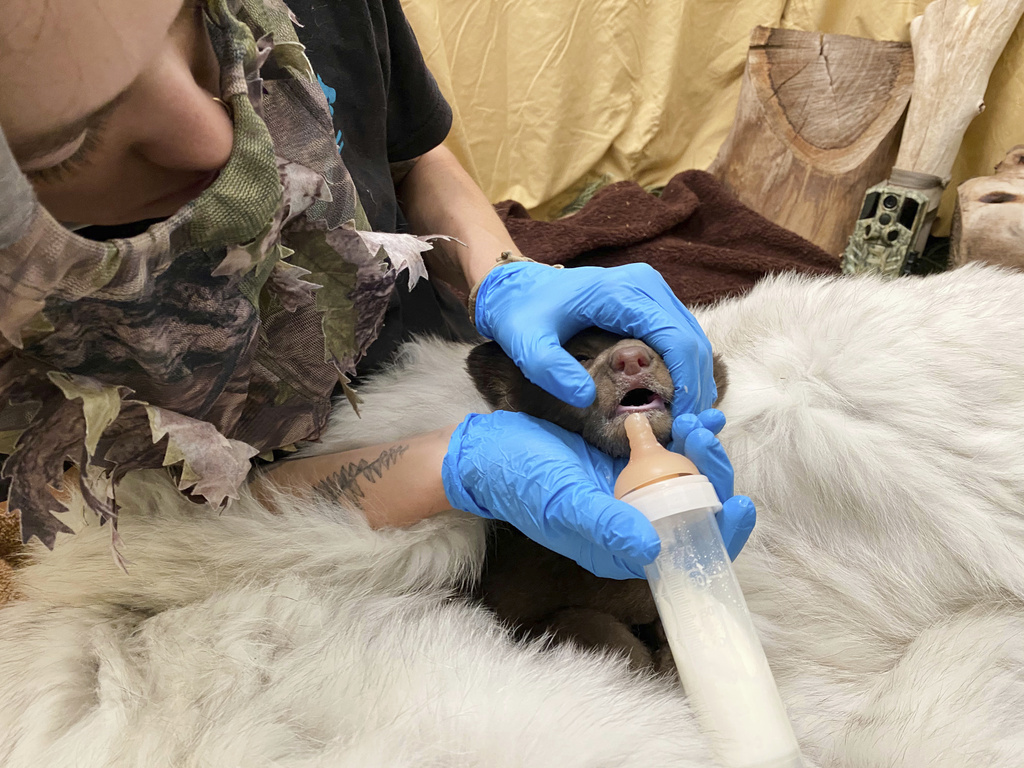 An employee wears camouflage while feeding a bear cub, which was found alone in Los Padres National Forest