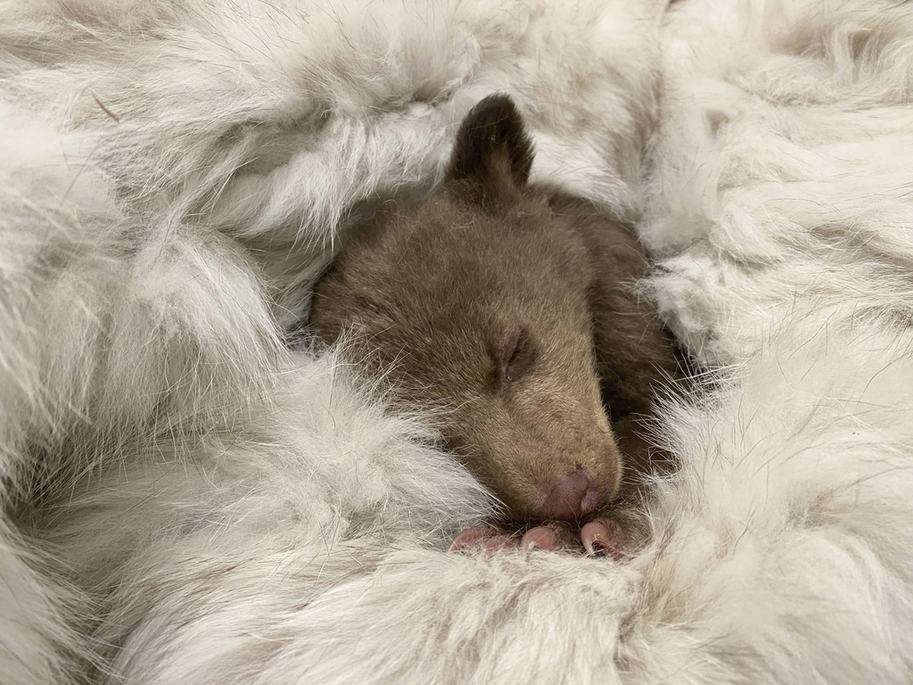 Bear cub, which was found alone in Los Padres National Forest, sleeps at the San Diego Human Society Ramona Wildlife Center