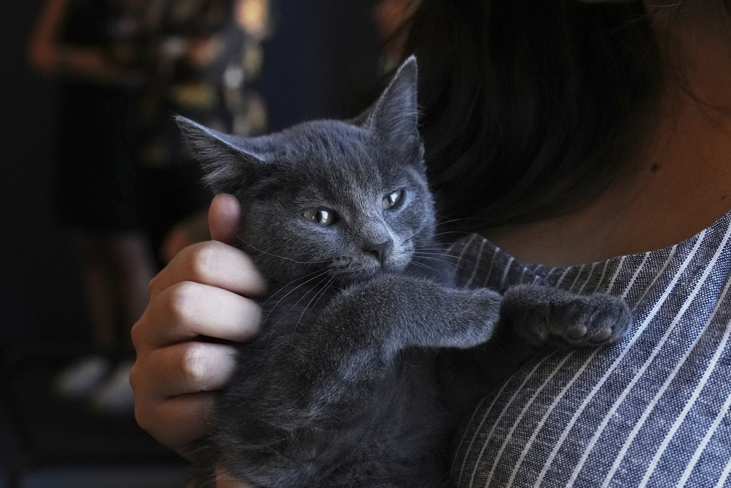 Mallika Sen holds Macaroni the kitten
