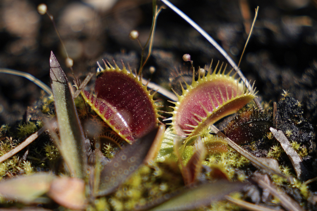 In the wild, Venus flytraps are the size of a lima bean and pose no harm to anything other than insects.