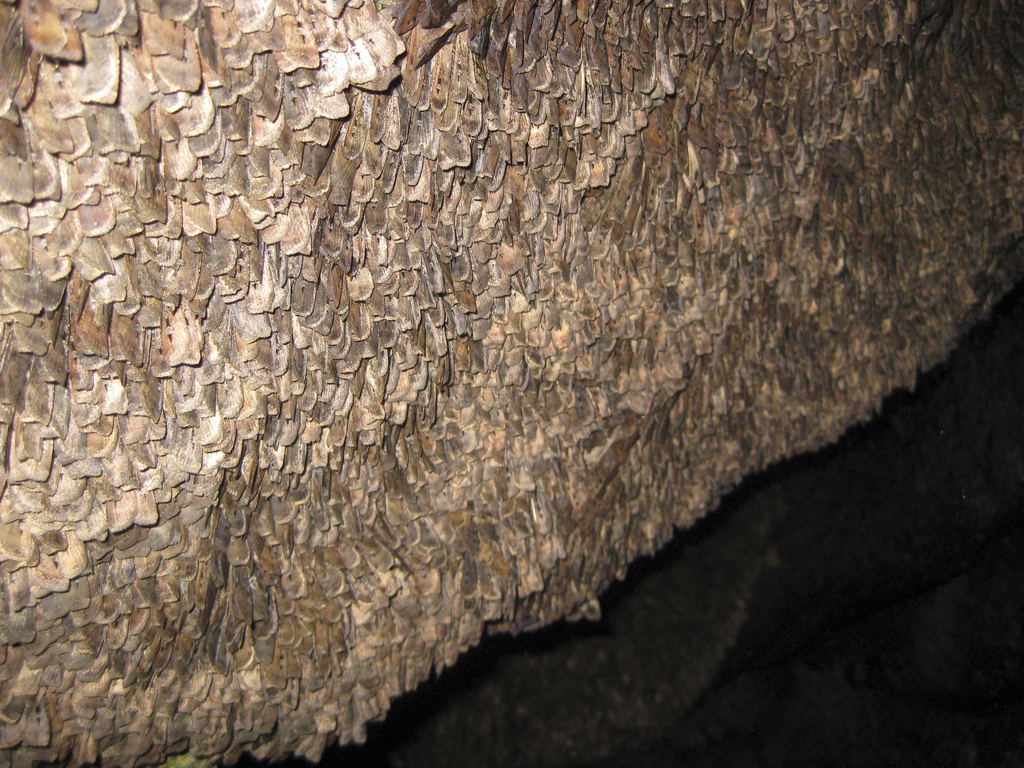 Thousands of Bogong moths resting in a cave at the Ramshead Range of the Snowy Mountains