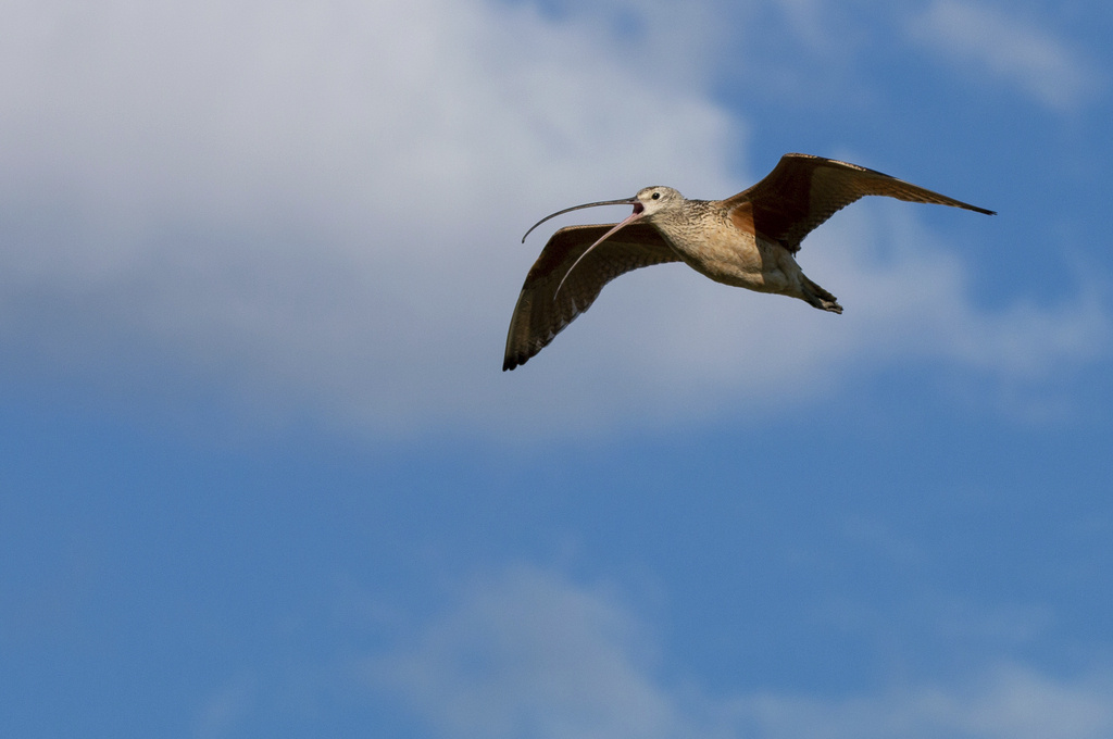 a long-billed curlew flies over the American Prairie reserve in Montana