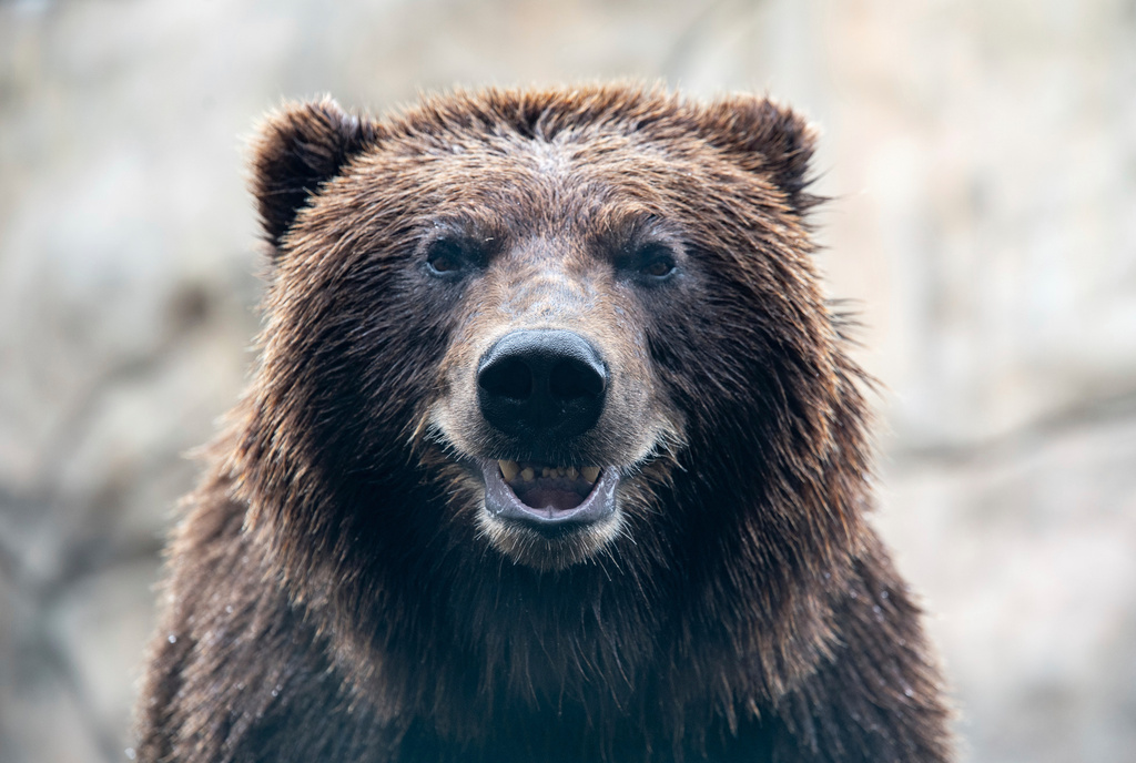 Tundra, an Alaskan brown bear, before undergoing a procedure for a new canine tooth