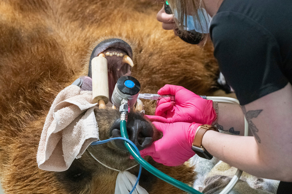 Tundra, a 6-year old Alaskan brown bear, under goes a procedure for a new metal canine tooth