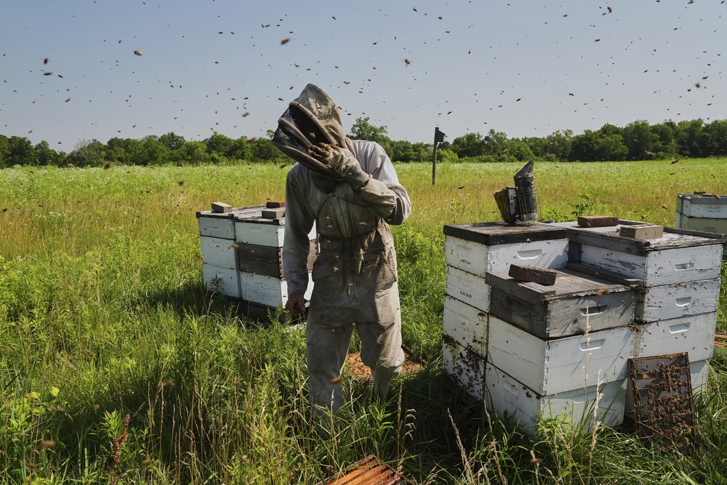 Isaac Barnes works with his honeybee hives in Williamsport, Ohio