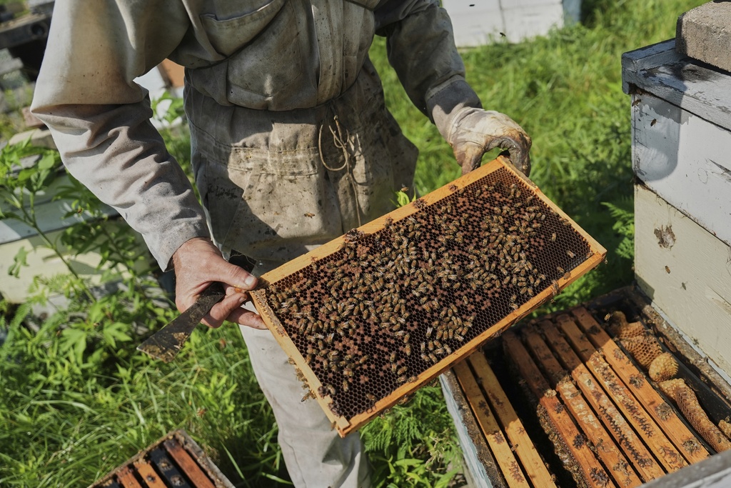 Isaac Barnes inspects a honeycomb from one of his honeybee hives 