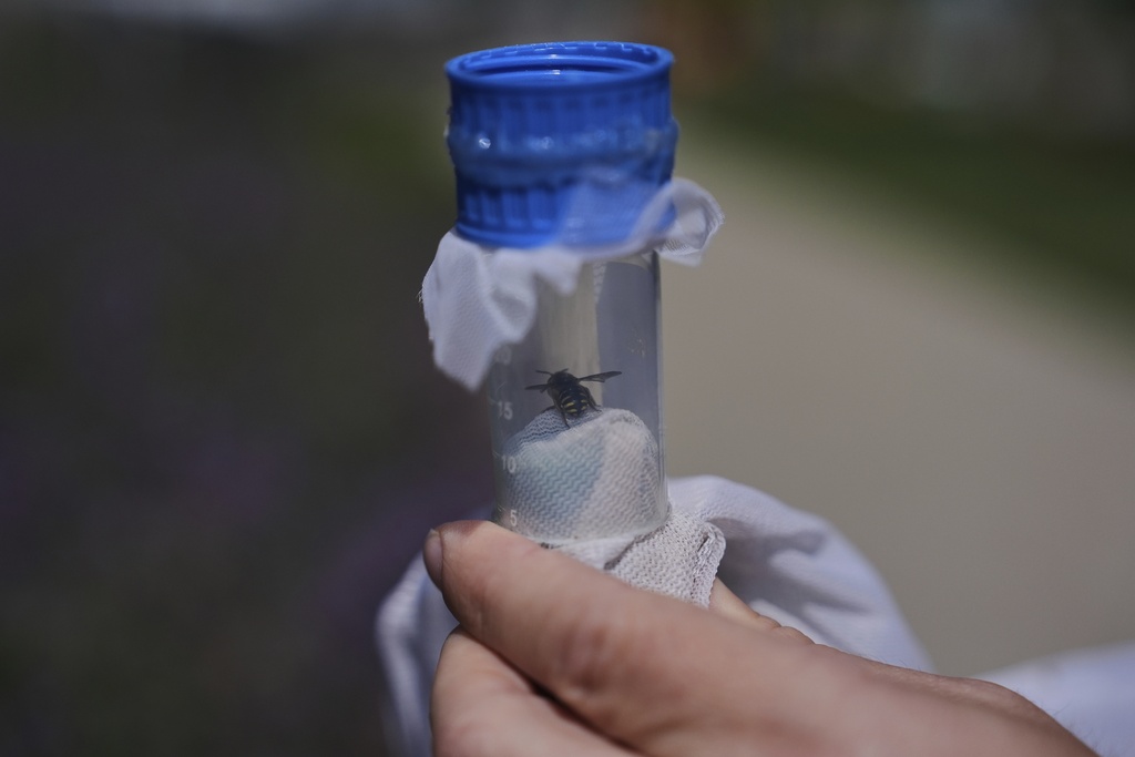 Reese Jackson holds a leafcutter bee inside of a collection vial 