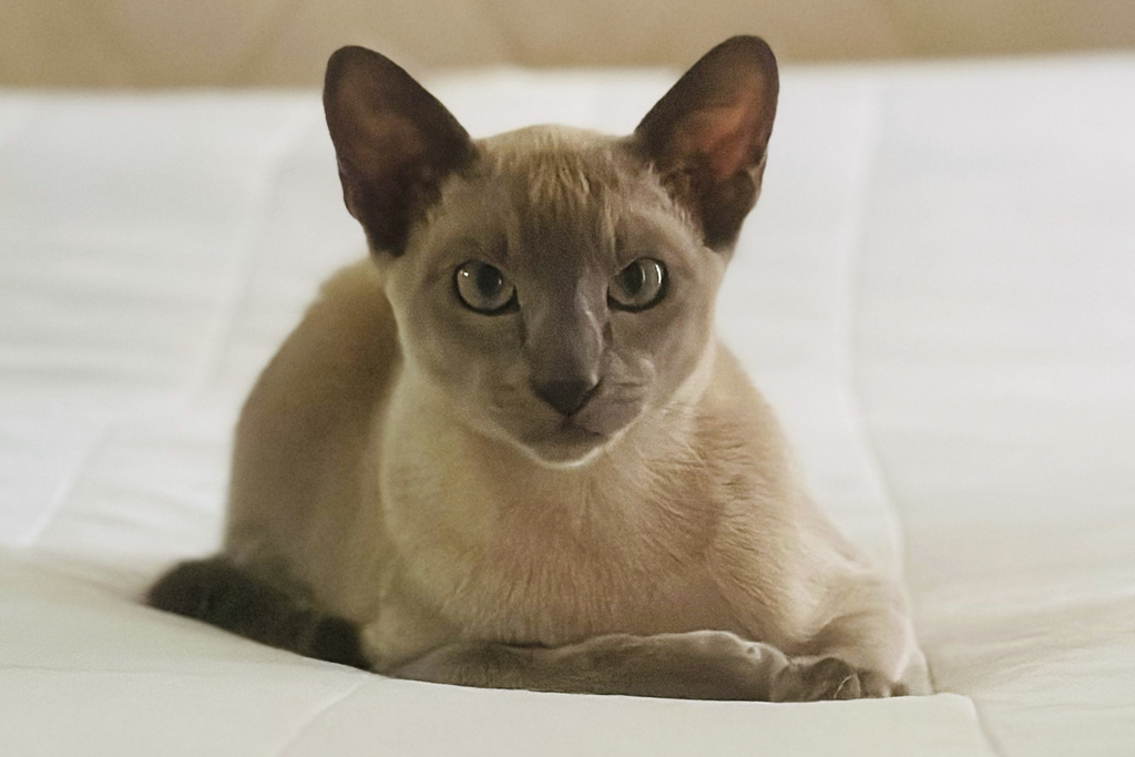 Leo the laundry-stealing cat 