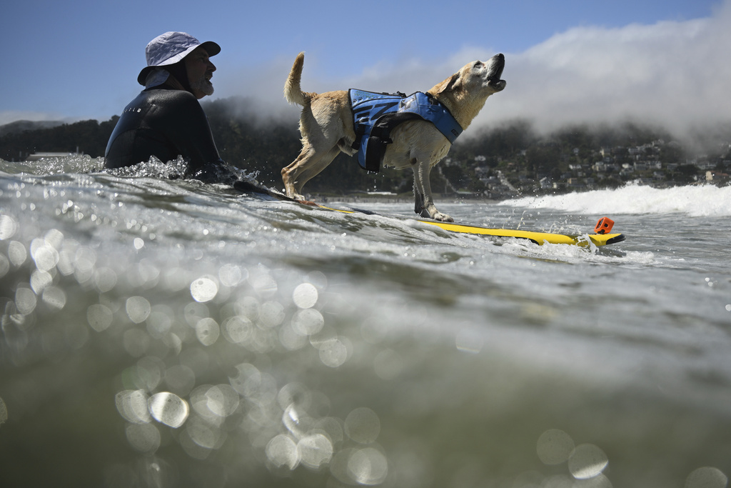 Charlie Surfs Up barks as he is pushed through the breakers by Jeff Nieboer in the second heat of very large dogs during the World Dog Surfing Championships