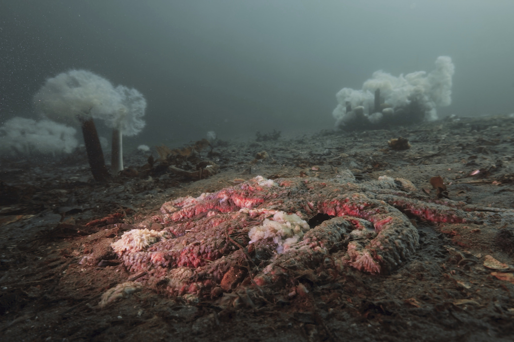 A sunflower sea star is reduced to goo by sea star wasting disease 