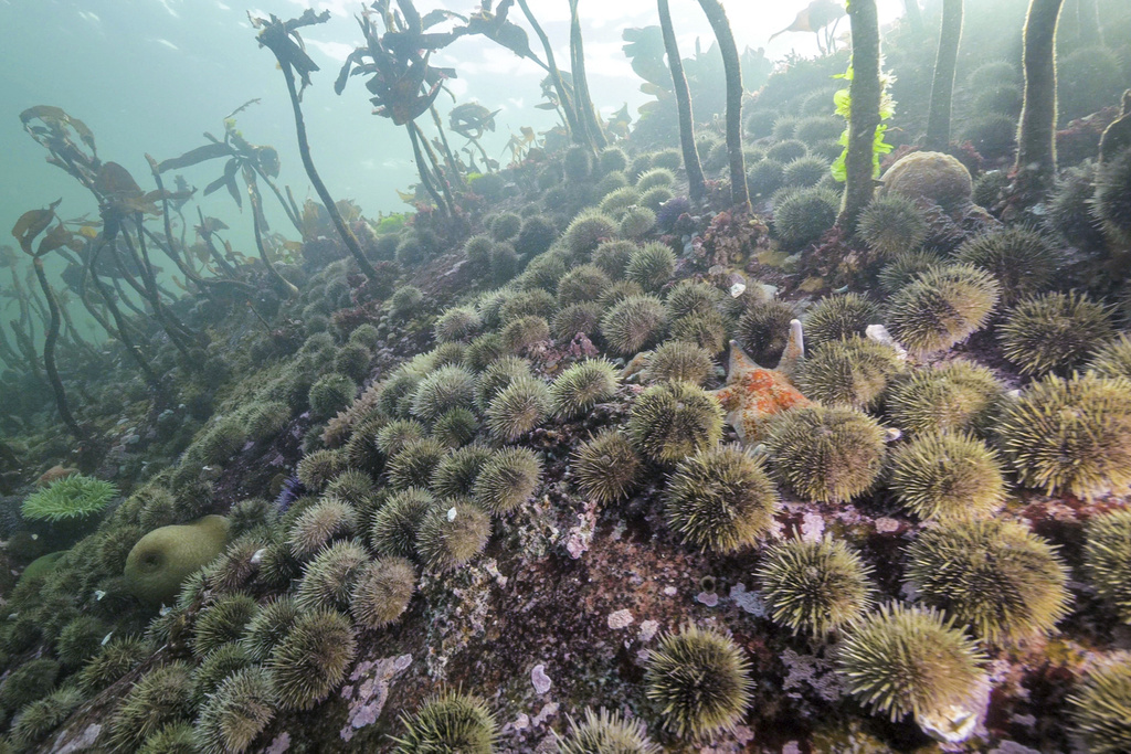 With a lack of predatory sunflower sea stars, sea urchins proliferate