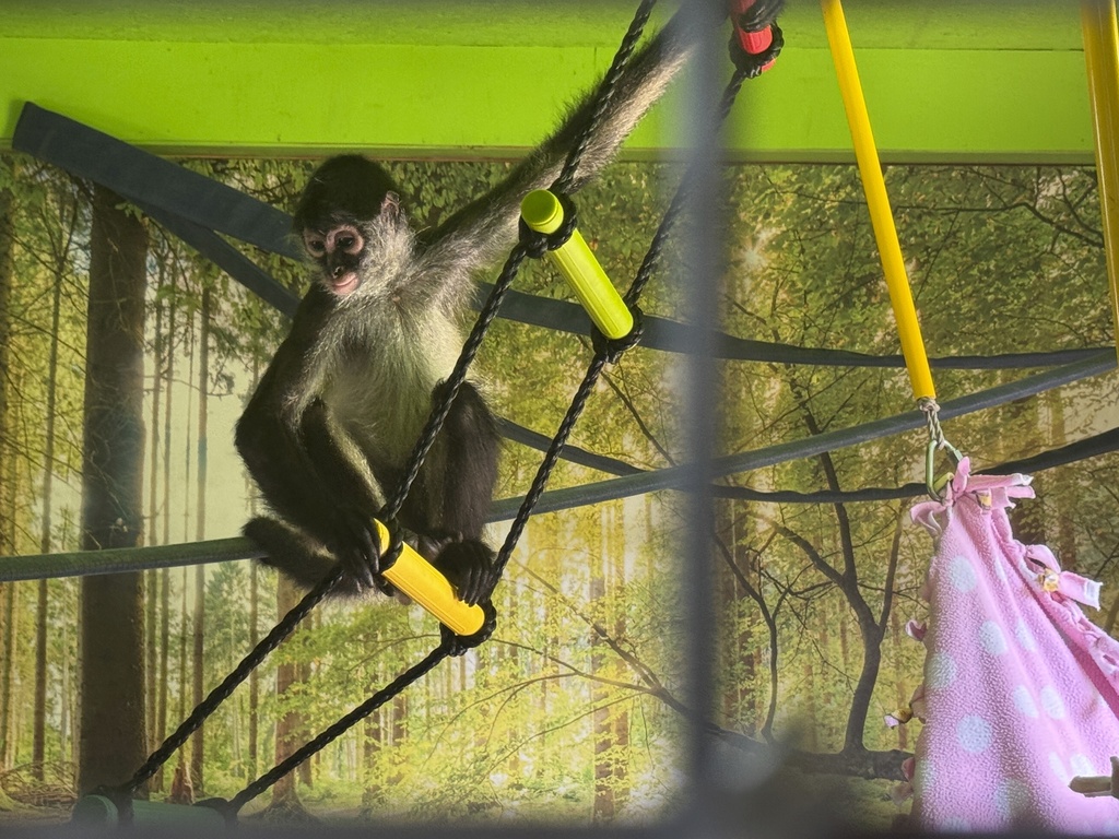 A spider monkey sits on a rope ladder inside its enclosure at the Gulf Coast Primate Sanctuary 