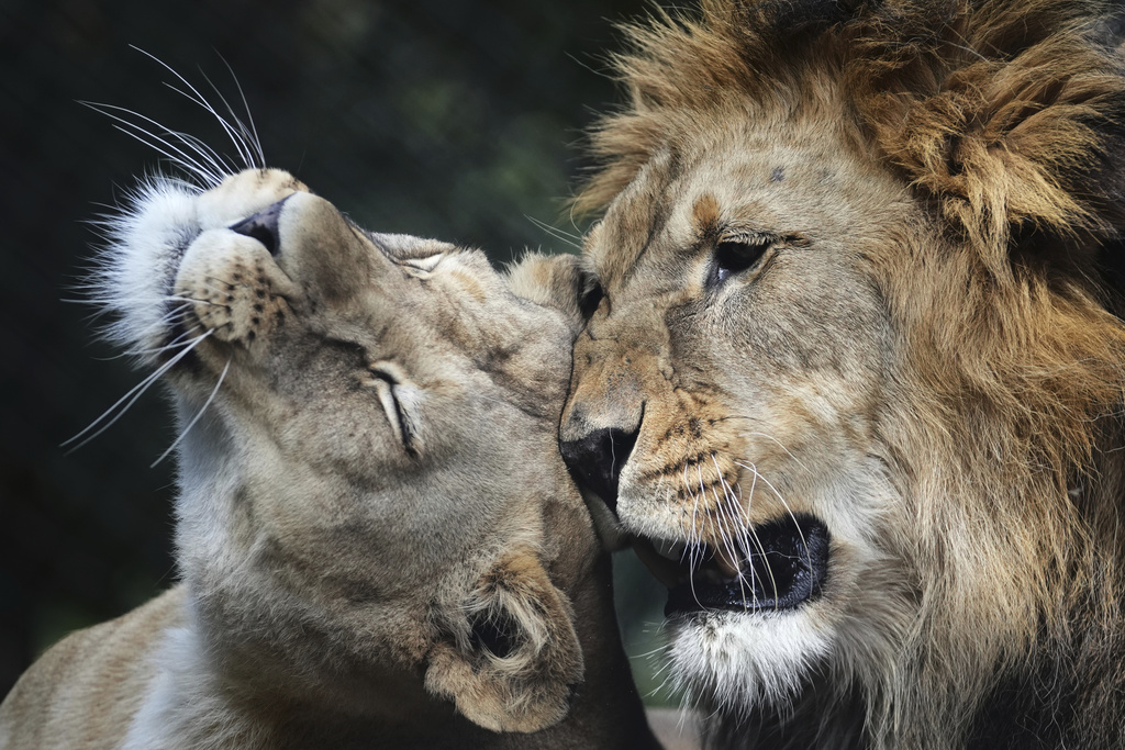 Male Barbary lion Bart and female Khalila rest in their enclosure