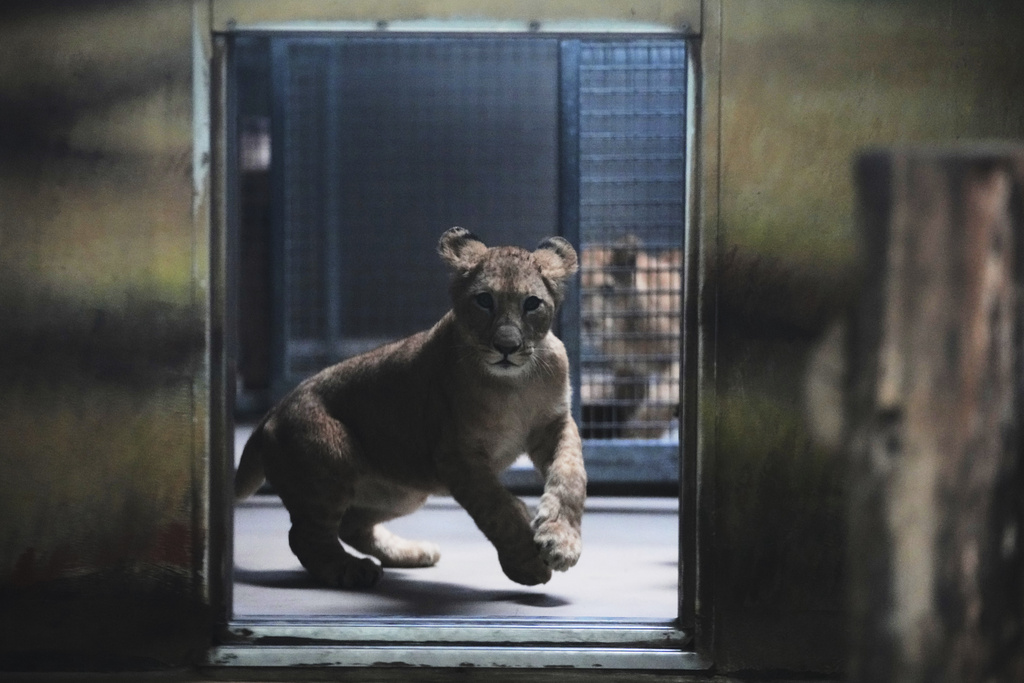 One of four Barbary lion cubs, that were born recently