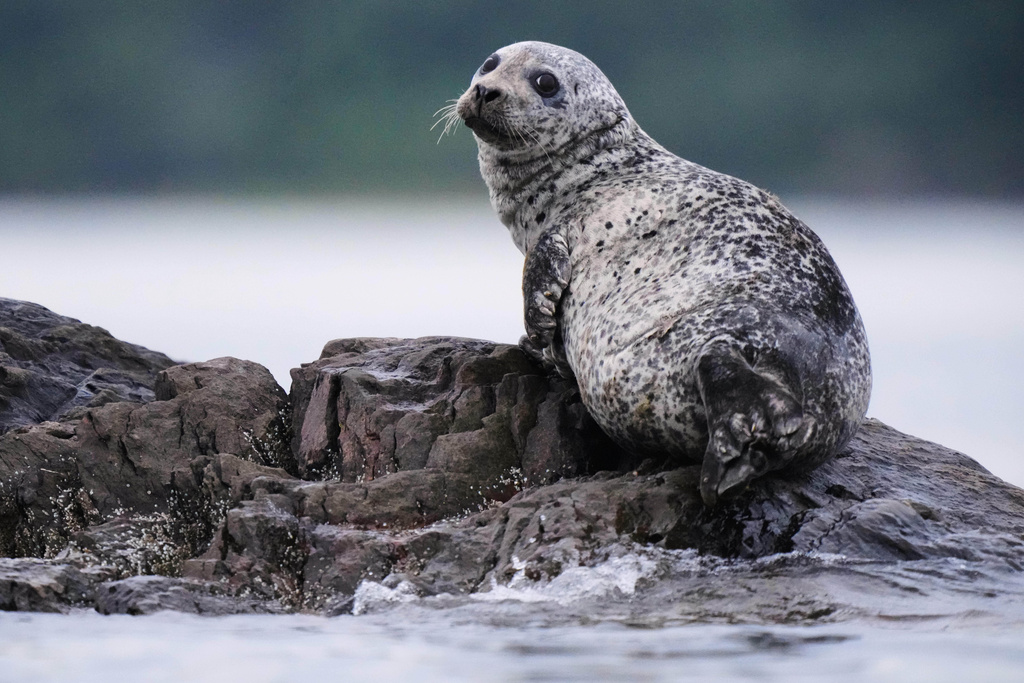 A harbor seal, a species favored by white sharks, rests on a small island off of Portland, Maine