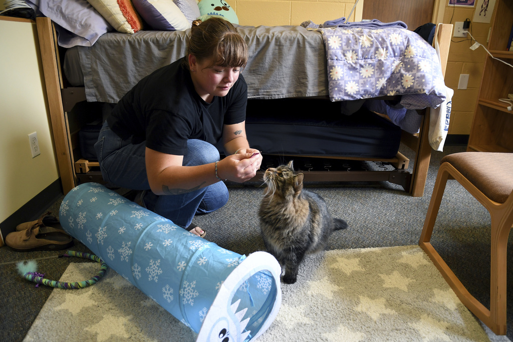 Student Molly Cheer gives her pet comfort cat, Louie, a treat in her dorm room at the University of Northern Colorado in Greeley, Colo.