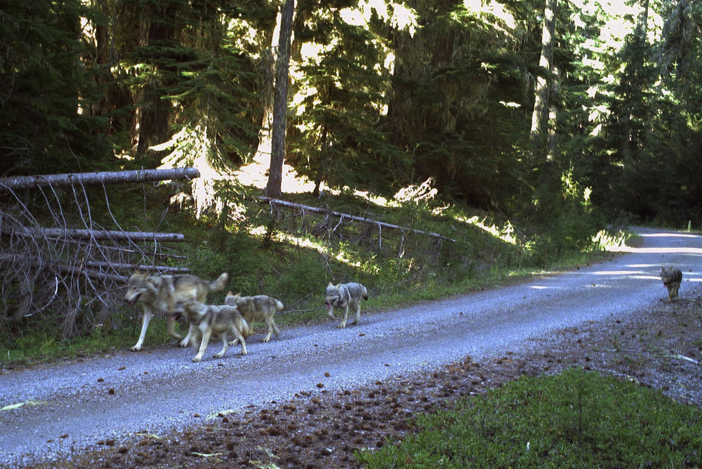 A wolf pack