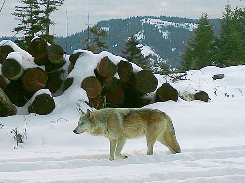 wolf
