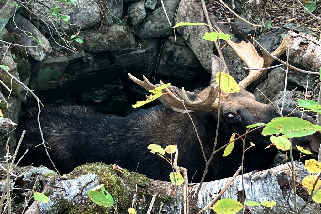 stuck moose