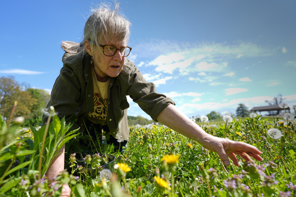 Iris Weaver reaches for a plant while teaching a class on foraging in Wenham, Mass. 