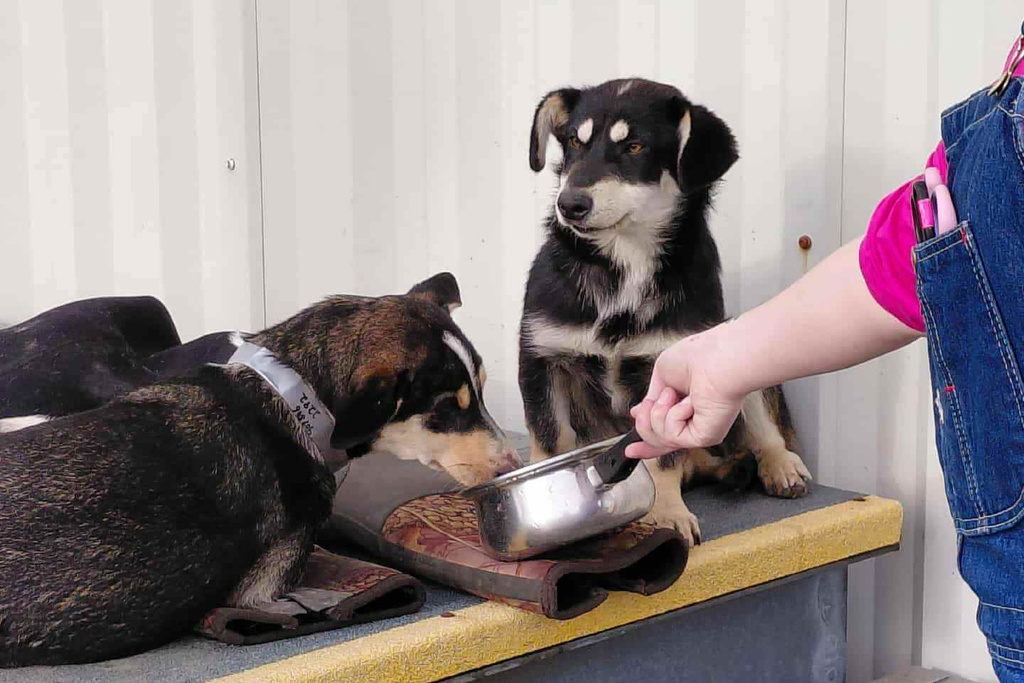 Dogs, whose owners had evacuated Kipnuk, Alaska, are fed by a volunteer as they were collected and flown to Bethel, Alaska