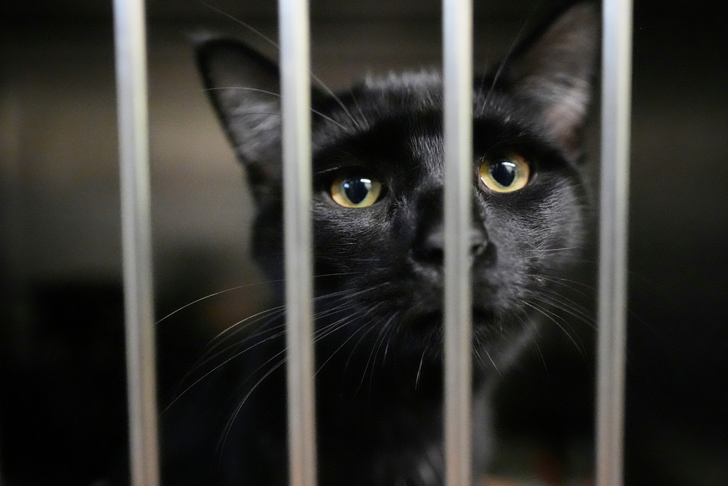 An owner surrendered cat is seen at the New Leash On Life animal shelter in Lebanon, Tenn. 