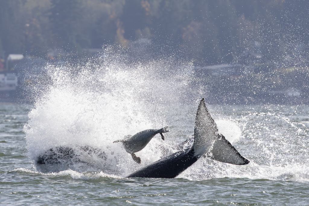 A seal leaps in the air to evade Orca whales 