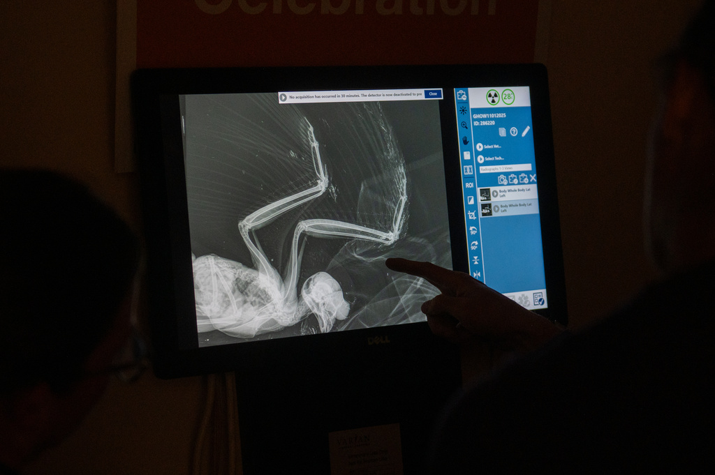 A veterinarian reviews an X-ray of an owl in Nov. 6, 2025, that was taken to the sanctuary in Kanab, Utah