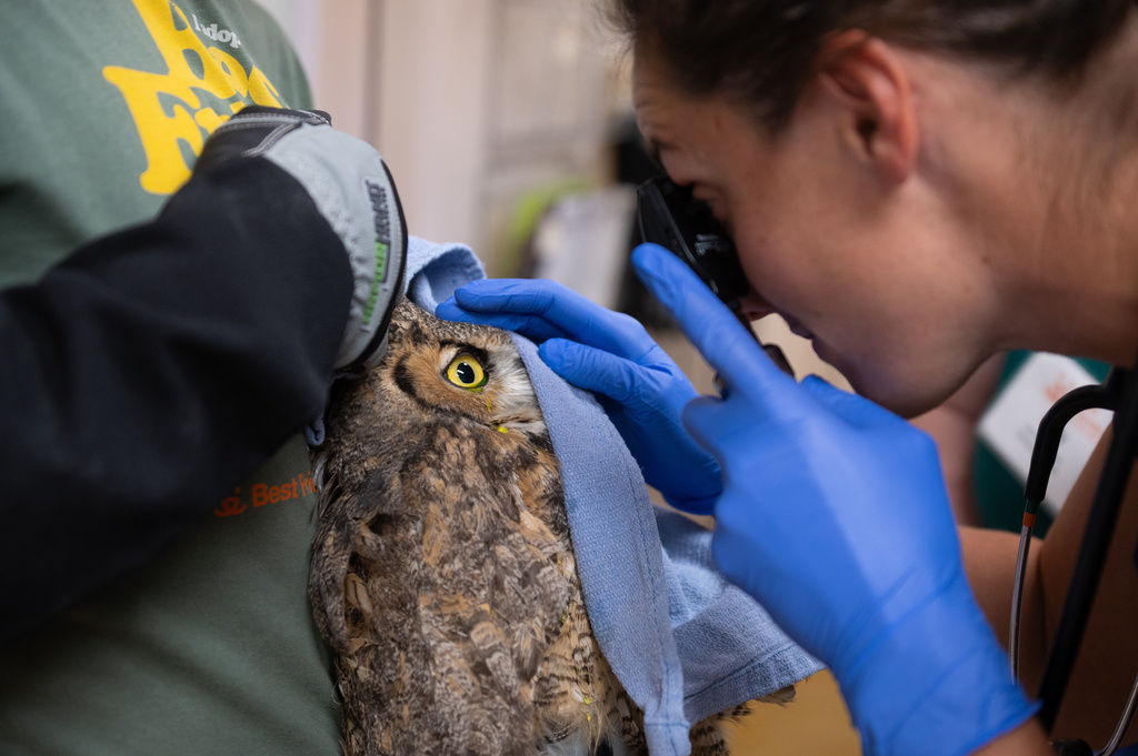 Veterinarian Kelsey Parras examines an owl 
