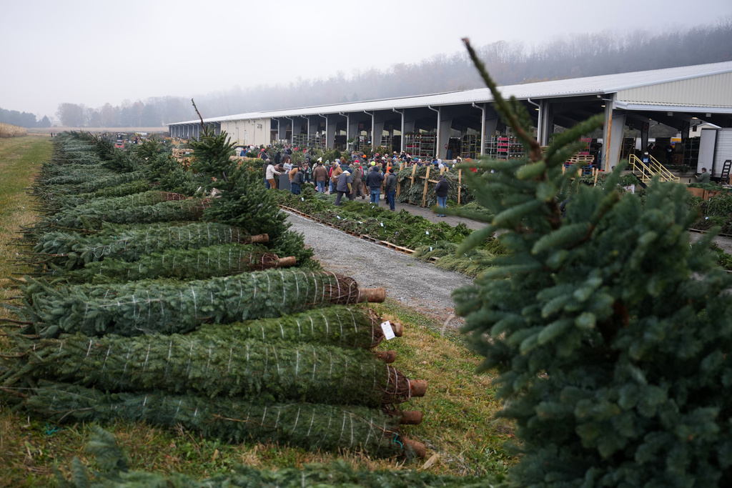 Buyers bid for holiday decorations at Buffalo Valley Produce Auction in Mifflinburg, Pa.