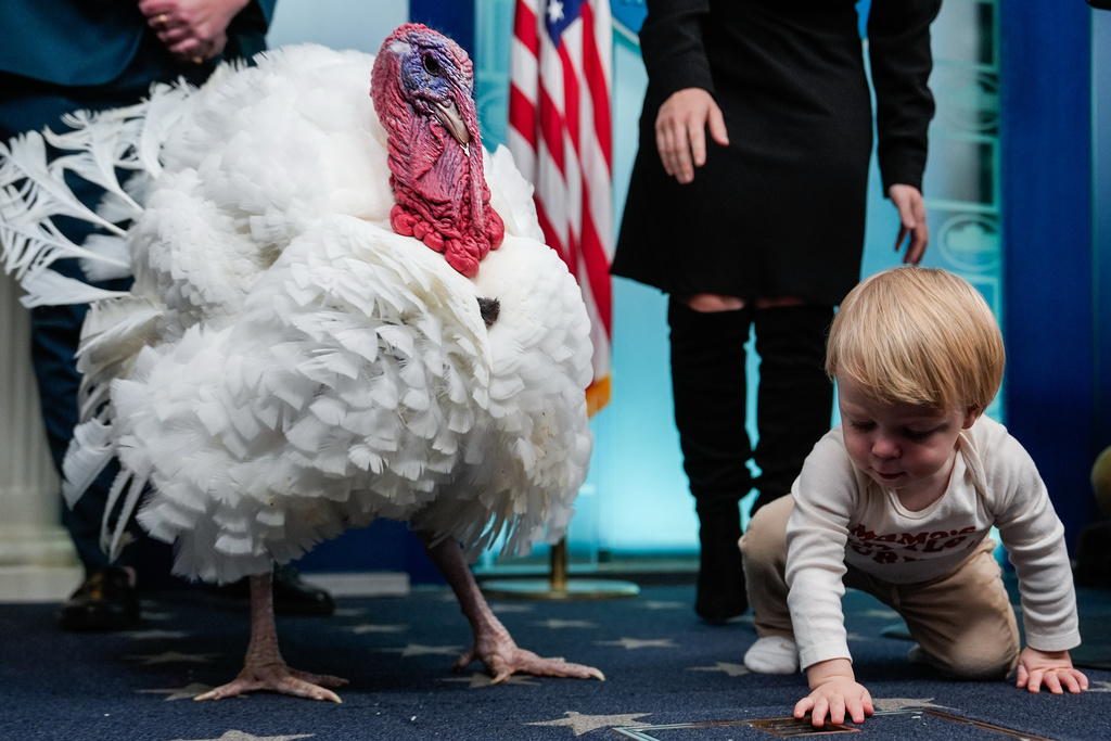 Nicholas, the son of White House press secretary Karoline Leavitt looks at Waddle, the alternate national Thanksgiving turkey, in the White House press briefing room