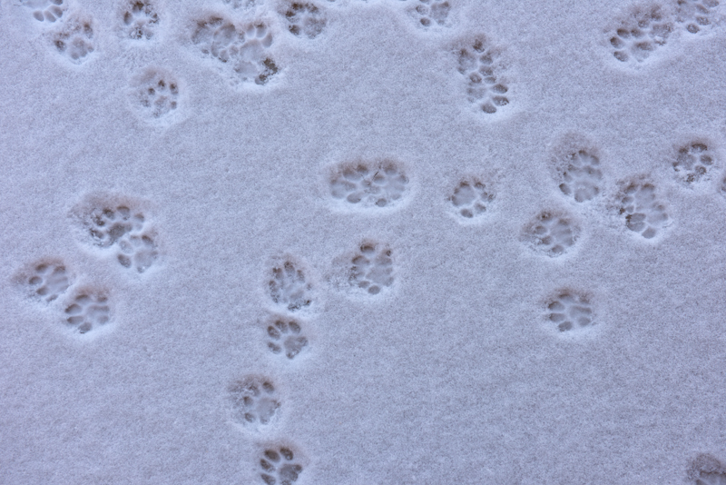 cat paw prints snow 