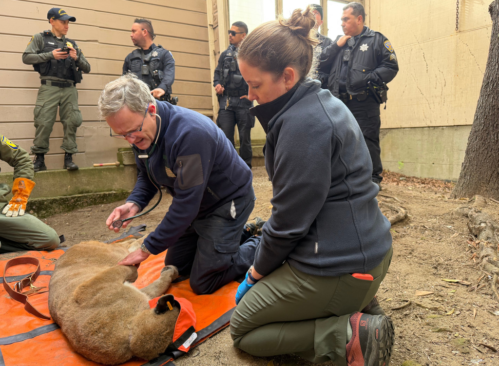 Dr. Adrian Mutlow, left, chief veterinarian at the San Francisco Zoo, examining a mountain lion after it was tranquilized