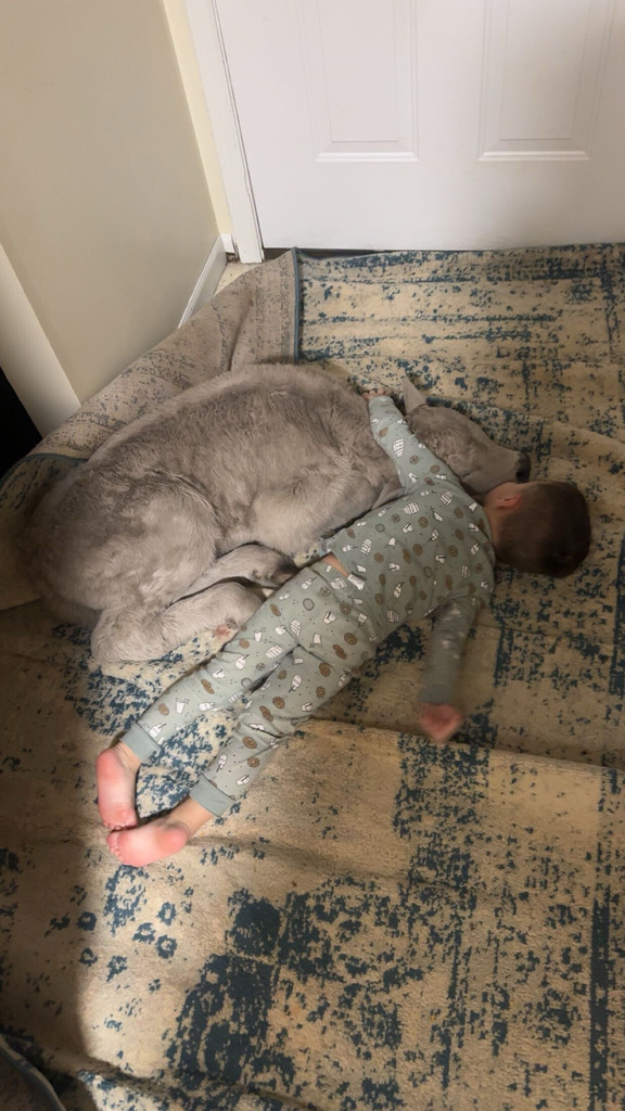 3-year-old Gregory Sorrell lies with a newborn calf