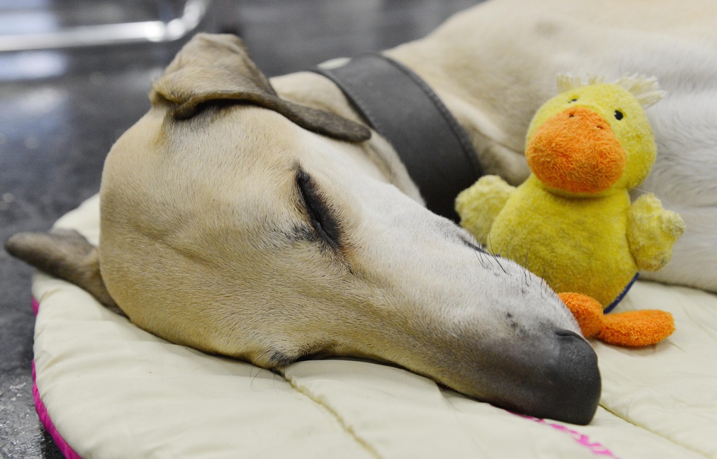 An Afghan hound sleeps with a plush toy during the world dog show 
