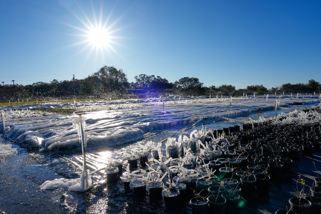 As temperatures dipped below freezing, sprinklers spray water over frost sensitive plants covering them with ice to insulate them from the cold at DeWar Nurseries Sunday, Feb. 1, 2026, in Apopka, Fla. 