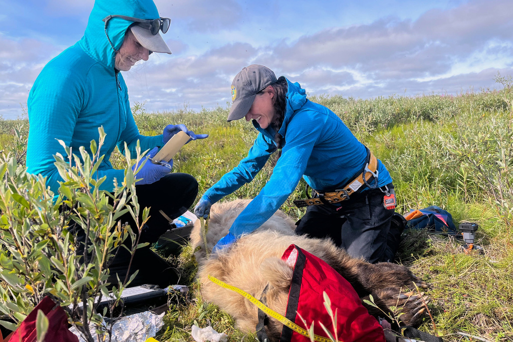 Washington State University doctoral student Ellery Vincent, left, and Alaska Department of Fish and Game Wildlife Biologist Jordan Pruszenski taking measurements and samples of an anesthetized grizzly bear prior to affixing a video collar