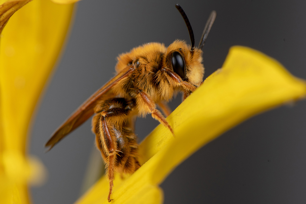 An Andrena prunorum male bee 
