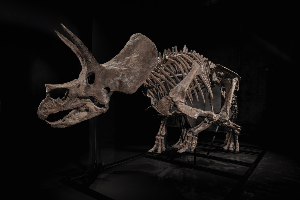 There's A Market For Dinosaurs: Triceratops Skeleton 'Trey' Hits The Auction Block