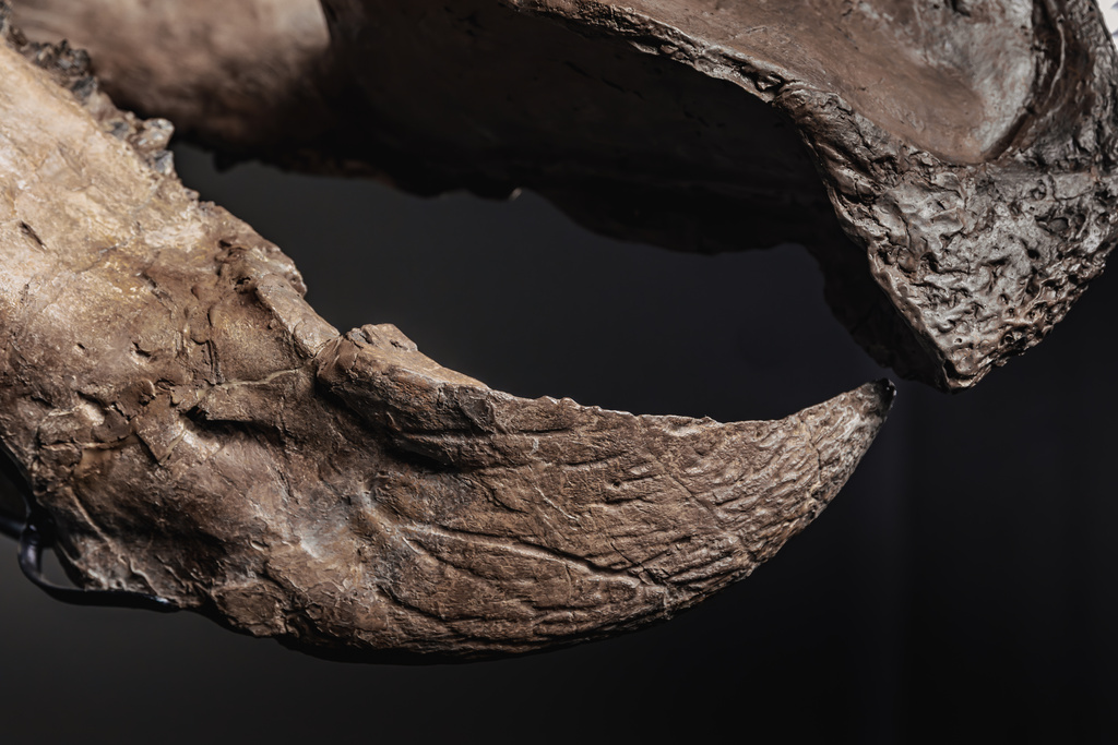 Triceratops skeleton, dubbed 