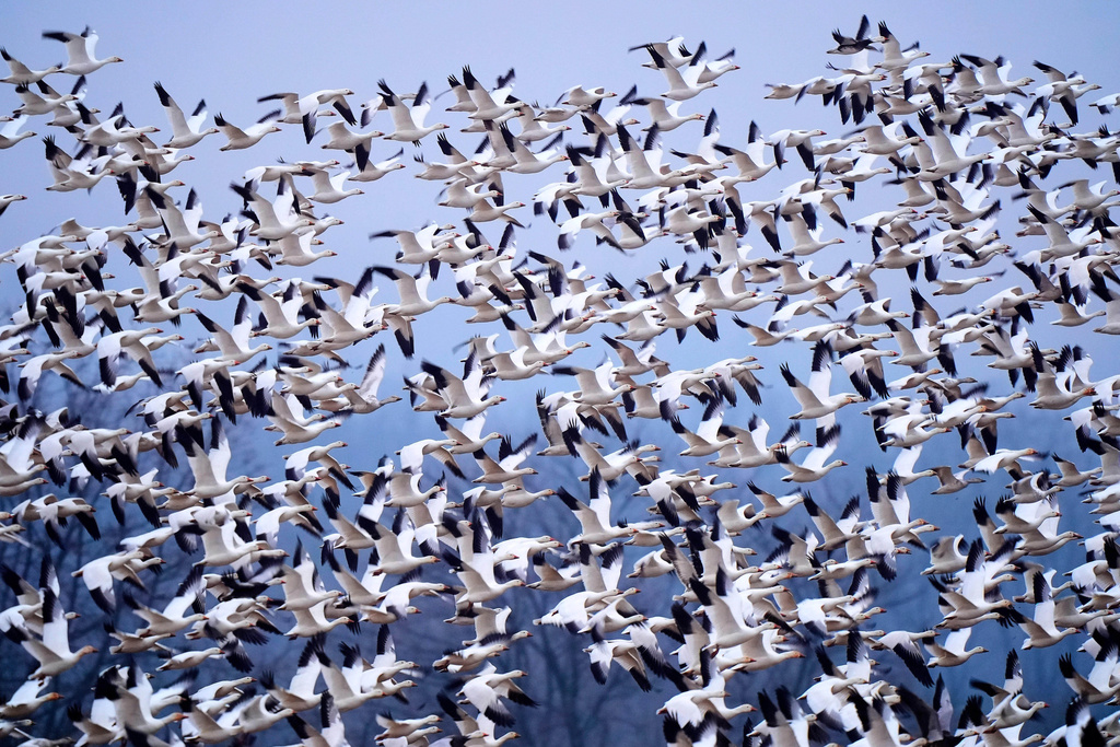 Pennsylvania 'Bird Tornado' As Snow Geese Make Annual Flight 